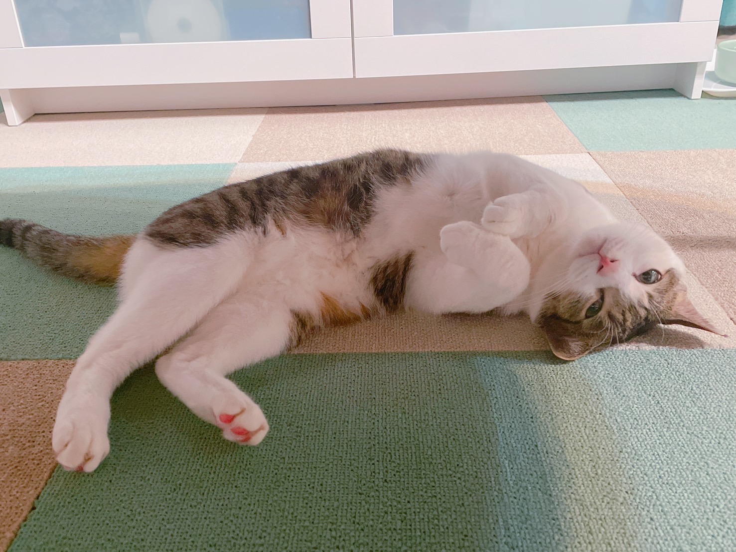 動物愛護団体へ寄付しました